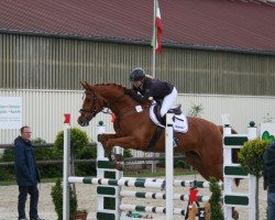 Springpferd Royal Classic G (Westfale, 2008, von Rohjuwel OLD)