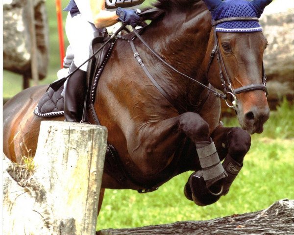 horse Boleybawn Prince (Irish Sport Horse, 2004, from Colin Diamond)