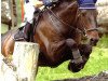 horse Boleybawn Prince (Irish Sport Horse, 2004, from Colin Diamond)