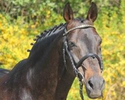 stallion Quality Boy (Oldenburg, 1993, from Quito de Baussy)