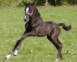 dressage horse Elise von der Heder (Oldenburger, 2017, from Sezuan)