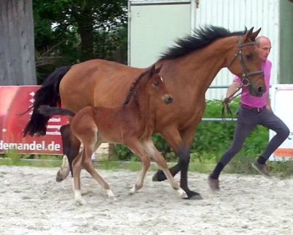 Springpferd Querlybetine HaB Z (Zangersheide Reitpferd, 2016, von Querlybet Hero)