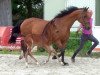 jumper Querlybetine HaB Z (Zangersheide riding horse, 2016, from Querlybet Hero)