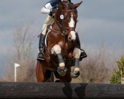 Deckhengst Ustinov van Elsenham (Anglo Europäisches Sportpferd, 2004, von Utah van Erpekom)