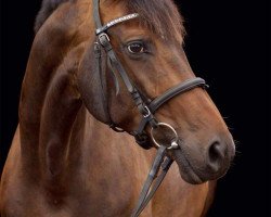 broodmare Emma (Oldenburg, 2008, from Exclusiv)