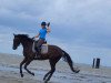 dressage horse Dark Dessario (Oldenburg, 2013, from Dark Dressed Man)