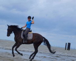 dressage horse Dark Dessario (Oldenburg, 2013, from Dark Dressed Man)