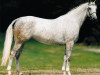 broodmare Calderona (Hessian Warmblood, 1988, from Calderon)