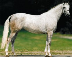 broodmare Calderona (Hessian Warmblood, 1988, from Calderon)