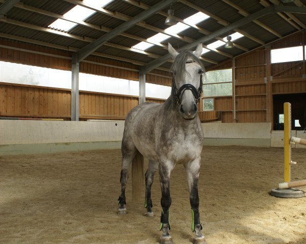 Pferd Socke 52 (Deutsches Sportpferd, 2007, von Sirius Song)