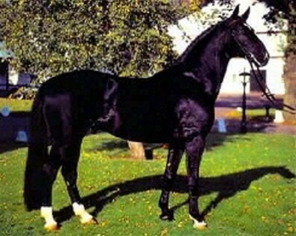 horse Donnerwetter (Hanoverian, 1977, from Disput)
