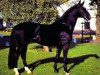 horse Donnerwetter (Hanoverian, 1977, from Disput)