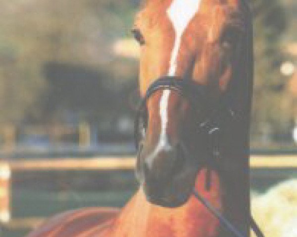 dressage horse Don Giovanni G (Oldenburg,  , from Donnerhall)