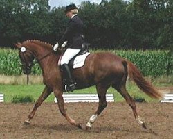 broodmare Donna Cara G (Oldenburg, 1997, from Van Deyk)