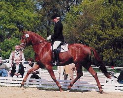 broodmare Karenina G (Oldenburg, 1996, from Donnerhall)