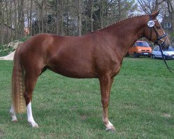 dressage horse Karima G (Oldenburg, 2000, from Dream of Glory)