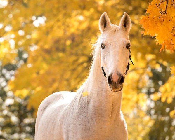 horse Popcorn 30 (Sachse, 1995, from Point)