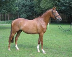 broodmare Dana G (Oldenburg, 2005, from Gribaldi)