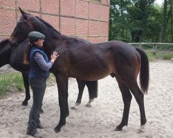 dressage horse Barrubio G (Oldenburg, 2014, from Barroso)