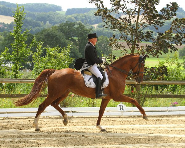 dressage horse Giselle 87 (Hanoverian, 2005, from Grand Galopin)