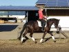 dressage horse Raskina 2 (Hanoverian, 2011, from Rascalino)