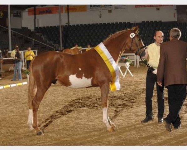 stallion Chicos Bunter (German Riding Pony, 2007, from FS Chicago)