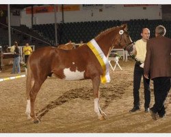 stallion Chicos Bunter (German Riding Pony, 2007, from FS Chicago)