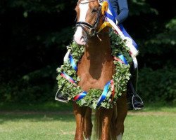 dressage horse Chicos Chameur (Deutsches Reitpony, 2011, from Chicos Bunter)