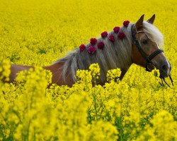 Pferd Akelei 95 (Haflinger, 2001, von Abendstern)