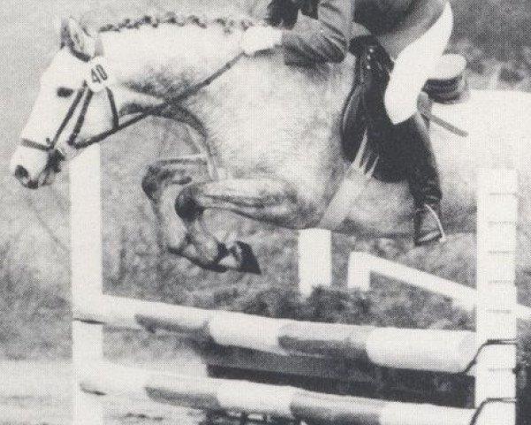 stallion Marduk (Holsteiner, 1975, from Midas)