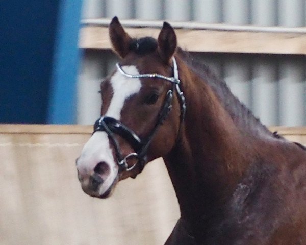 horse Fohlen von Palolo 2 (German Riding Pony, 2015, from Palolo Kid)