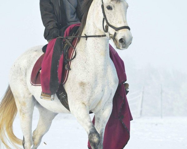 Zuchtstute Nelly Royal (Oldenburger, 2004, von Royal Diamond)