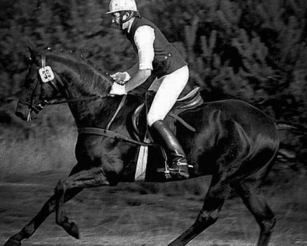 stallion Matcho AA (Anglo-Arabs, 1978, from Pancho II AA)