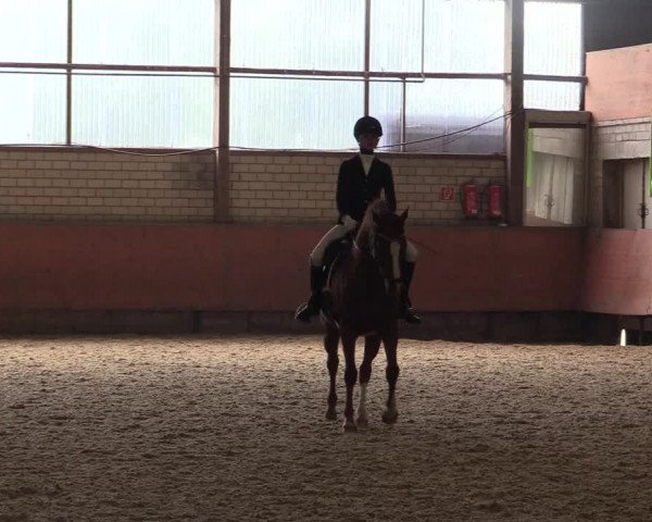 Reitturnier Hellefeld 2018