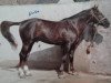 stallion Fugator (Brandenburg, 1980, from Furioso)