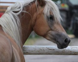 jumper Mia (Haflinger, 2012, from Ampere)