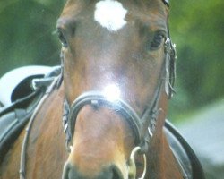 broodmare Pinta Boa (Oldenburg, 1996, from Pik Kaiser)