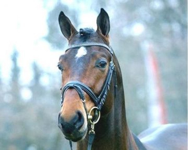 stallion Rigamento OLD (Oldenburg, 2001, from Riccione)