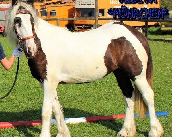 Zuchtstute MEG´s Nediva (Tinker / Irish Cob / Gypsy Vanner, 2016)