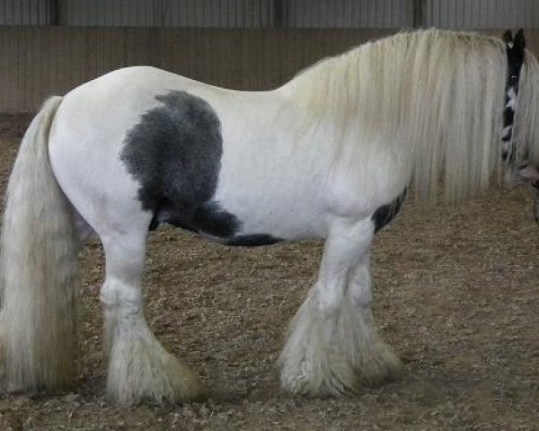 Deckhengst Carrigbyrne Presley (Tinker / Irish Cob / Gypsy Vanner, 2005)