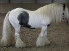 Deckhengst Carrigbyrne Presley (Tinker / Irish Cob / Gypsy Vanner, 2005)