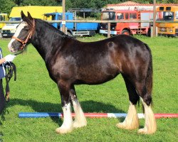 Zuchtstute MEG's Pebbles (Tinker / Irish Cob / Gypsy Vanner, 2016, von Carrigbyrne Presley)