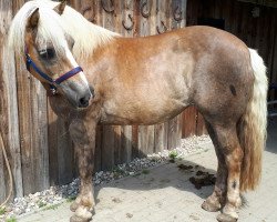 horse Arifa (Haflinger, 2002, from Albatros)