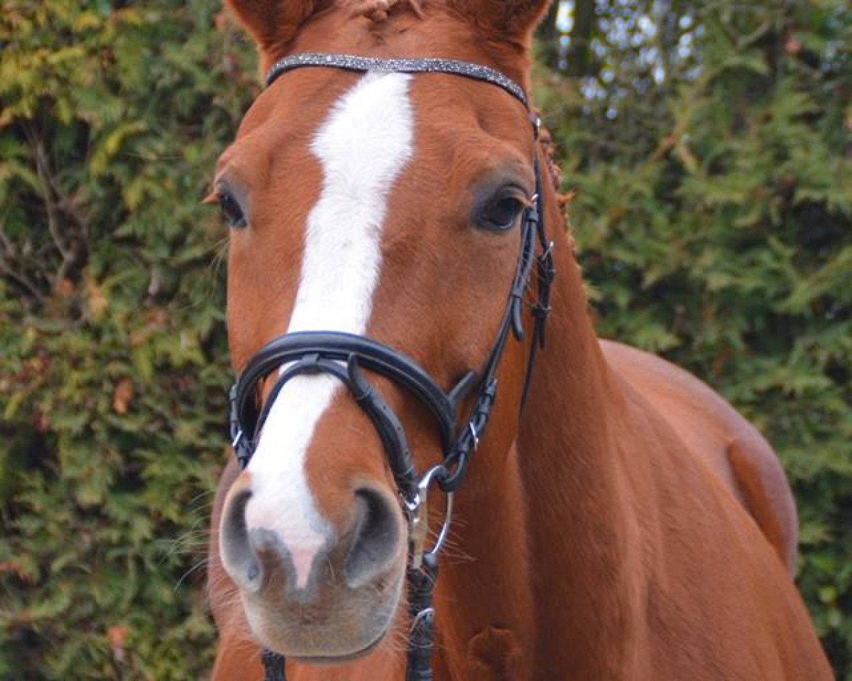 broodmare Feldmannstreue (Oldenburg, 2009, from Licotus)