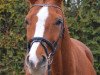 broodmare Feldmannstreue (Oldenburg, 2009, from Licotus)