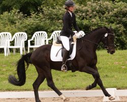 dressage horse K.c. Frühlingszauber (Rheinländer, 2010, from Fidertanz)