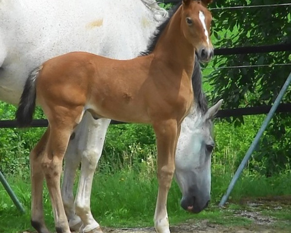 Pferd Andlandra Hab Z (Zangersheide Reitpferd, 2017, von Andiamo)