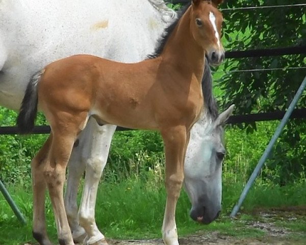 Pferd ANDLANDRA HAB Z (Zangersheide Reitpferd, 2017, von Andiamo)