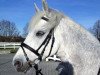 horse Hazy Shamrock (Connemara Pony, 1999, from Frederiksminde Hazy Match)