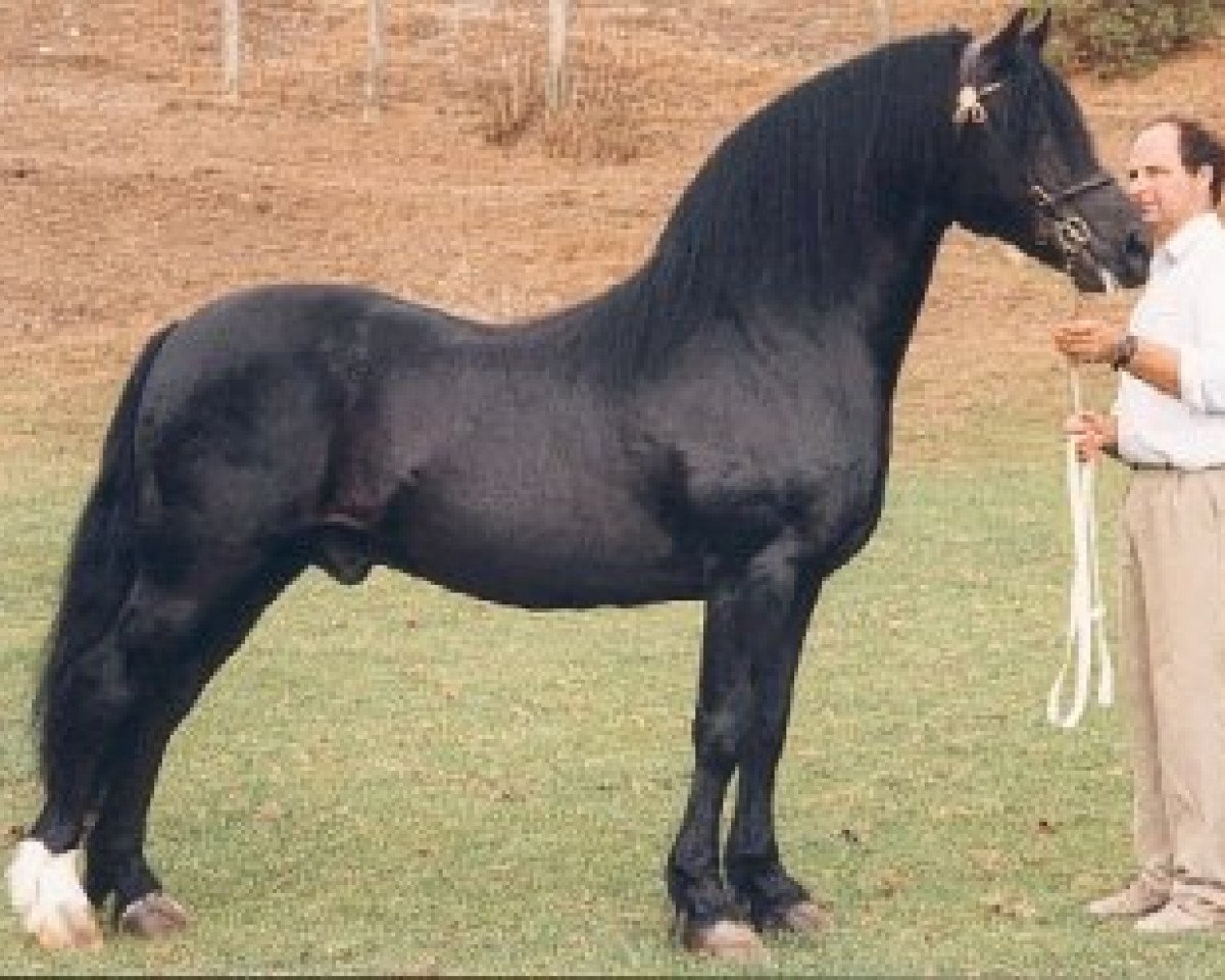 stallion Parc Cardi (Welsh-Cob (Sek. D), 1984, from Hewid Cardi)